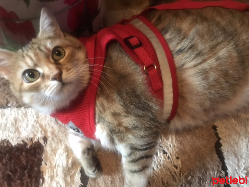 Tekir Kedi, Kedi  Garip fotoğrafı