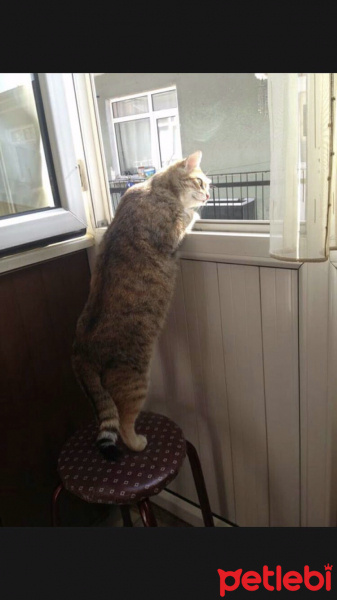 Tekir Kedi, Kedi  Garip fotoğrafı
