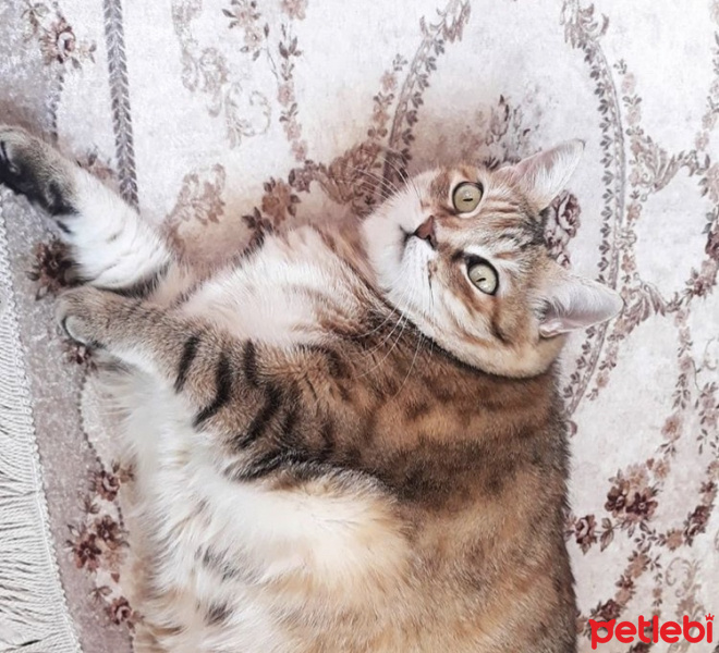 Tekir Kedi, Kedi  Garip fotoğrafı