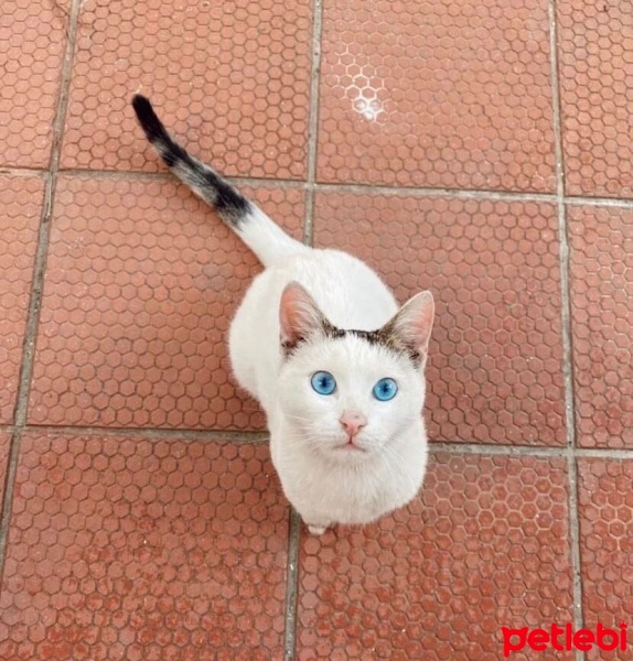 Tekir Kedi, Kedi  Mavi fotoğrafı