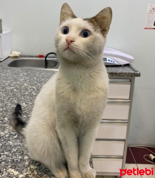 Tekir Kedi, Kedi  Mavi fotoğrafı