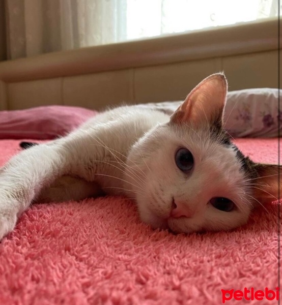 Tekir Kedi, Kedi  Mavi fotoğrafı
