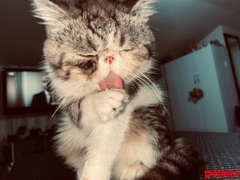 Exotic Shorthair, Kedi  Mars fotoğrafı