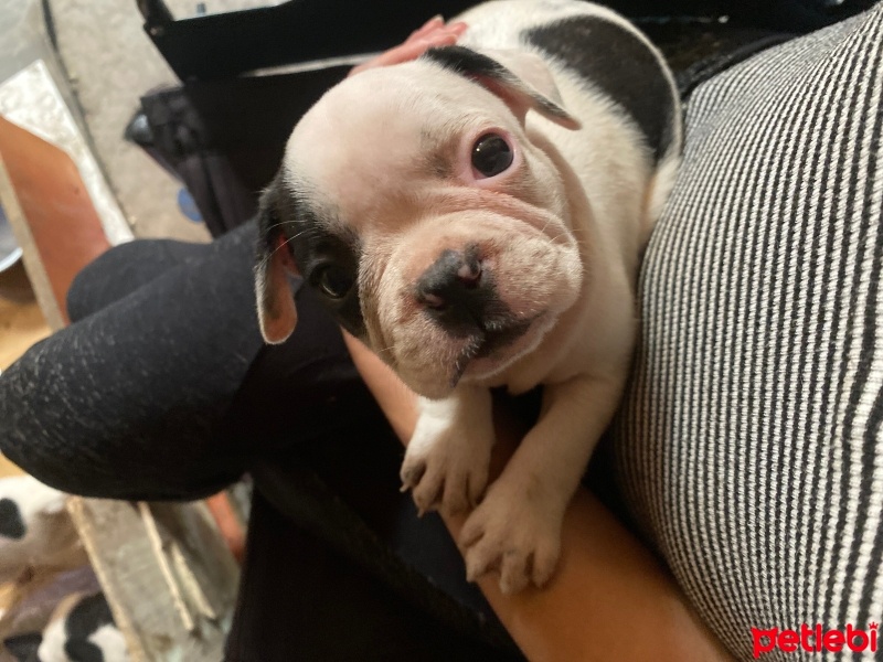 Fransız Bulldog, Köpek  Risus Aslan fotoğrafı