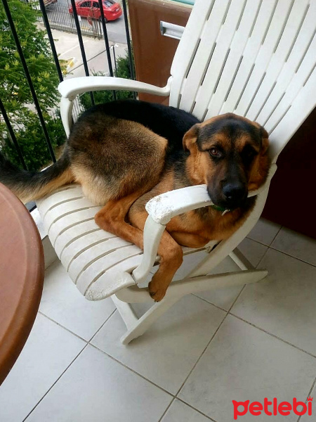 Alman Çoban Köpeği, Köpek  RO fotoğrafı
