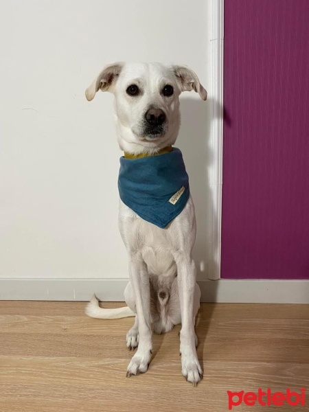 Avustralya Terrier, Köpek  Thor fotoğrafı
