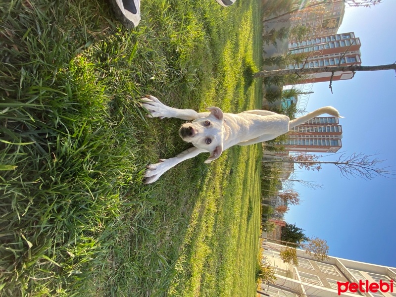 Avustralya Terrier, Köpek  Thor fotoğrafı