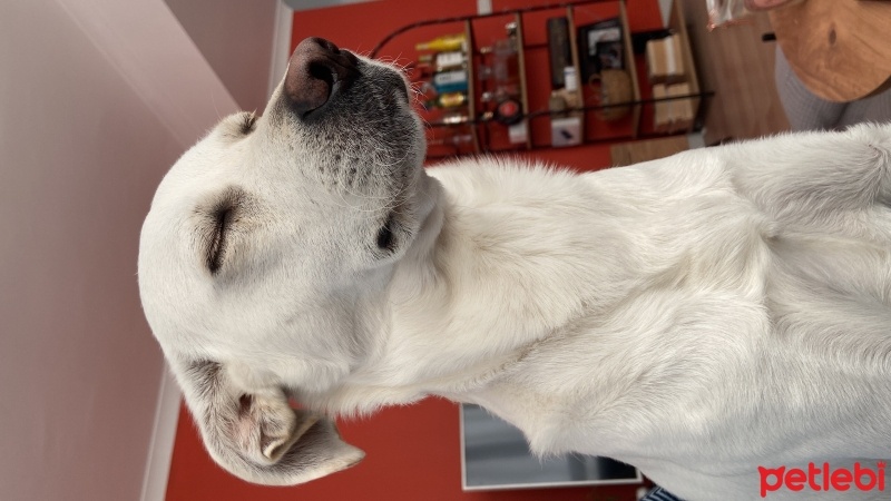 Avustralya Terrier, Köpek  Thor fotoğrafı