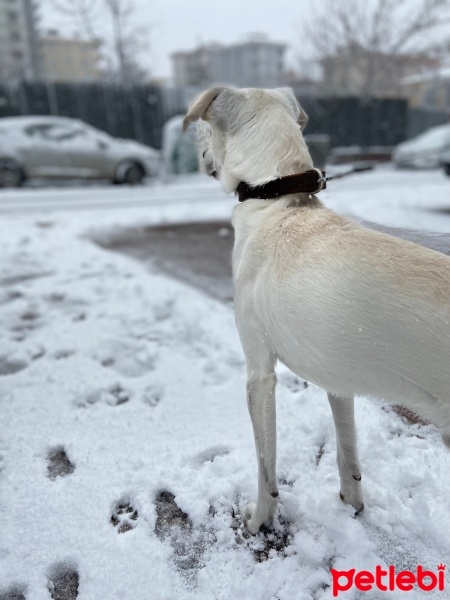 Avustralya Terrier, Köpek  Thor fotoğrafı