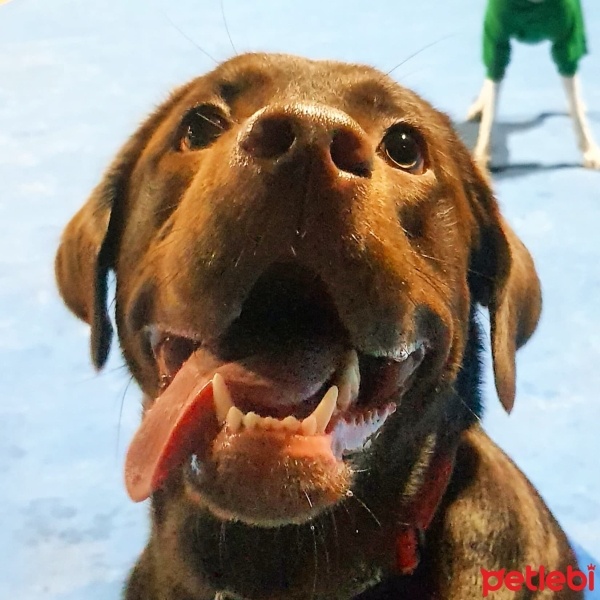 Labrador Retriever, Köpek  Murph fotoğrafı