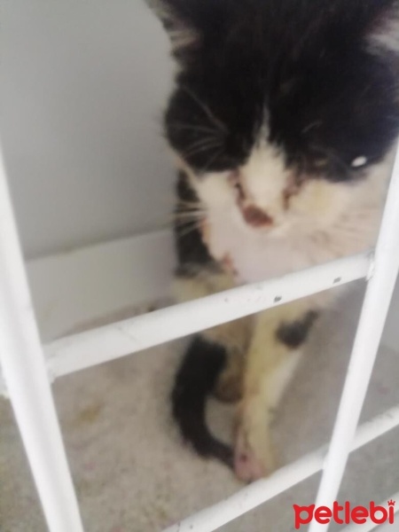 Tekir Kedi, Kedi  Zombi Grimmjow fotoğrafı