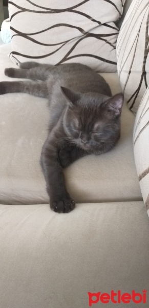 British Shorthair, Kedi  Tarçın fotoğrafı