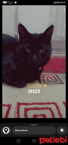 Bombay, Kedi  Zeytin fotoğrafı