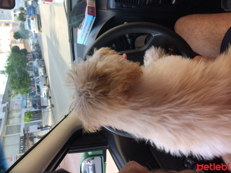 Pekingese, Köpek  Sado fotoğrafı