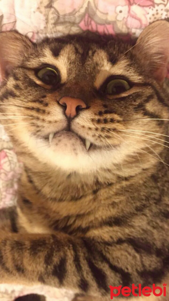 Tekir Kedi, Kedi  Bambu fotoğrafı