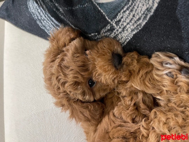 Poodle (Minyatür Kaniş), Köpek  Cookie fotoğrafı