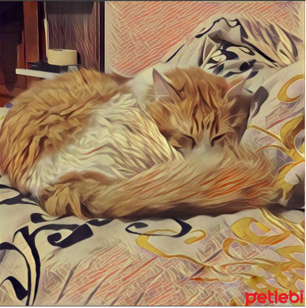 Tiffanie, Kedi  lemmy fotoğrafı