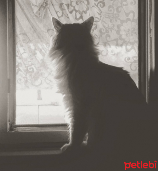 Tiffanie, Kedi  lemmy fotoğrafı