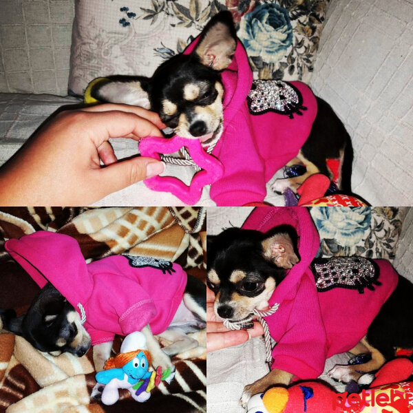 Chihuahua, Köpek  Misha fotoğrafı