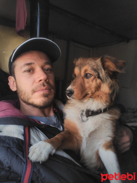 Alman Av Terrieri, Köpek  Bıdık fotoğrafı