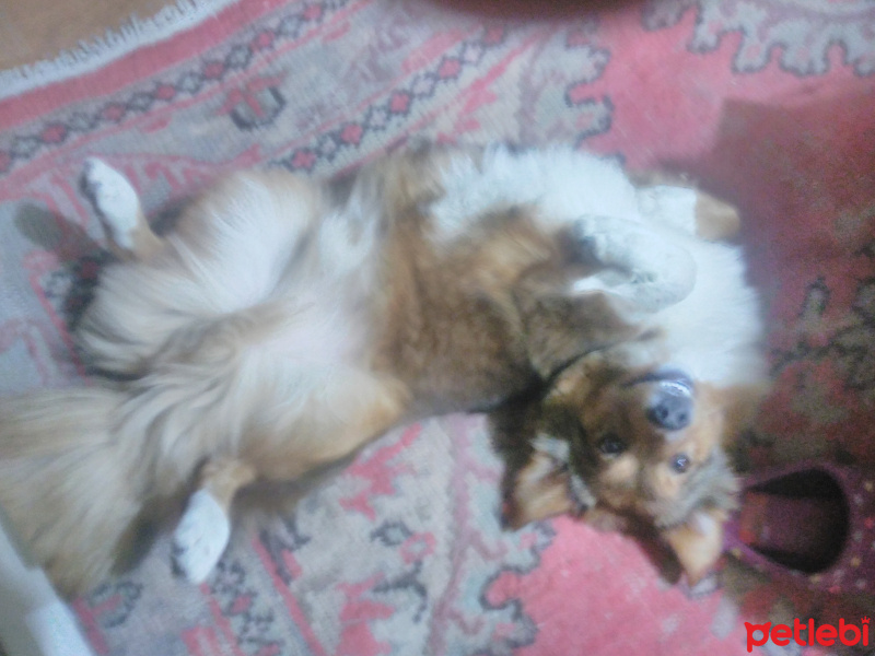 Alman Av Terrieri, Köpek  Bıdık fotoğrafı