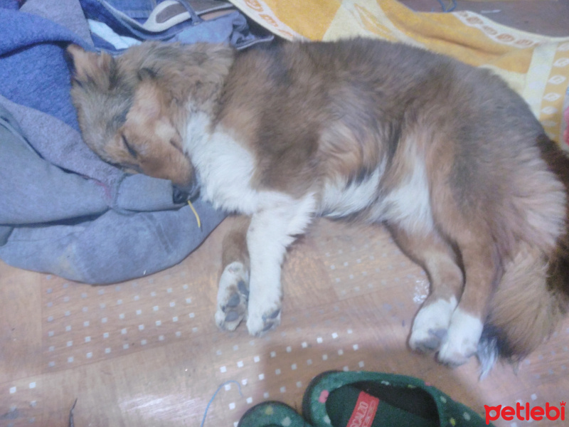 Alman Av Terrieri, Köpek  Bıdık fotoğrafı