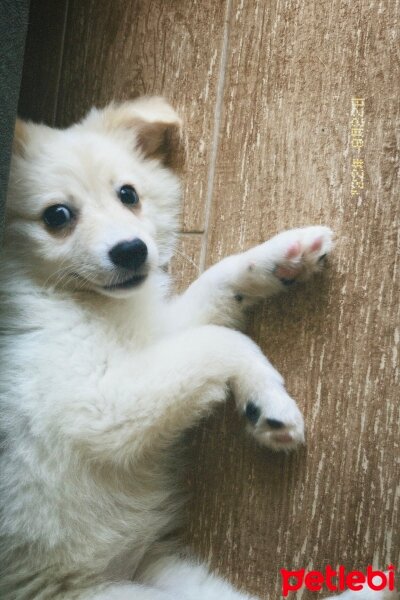 Pomeranyalı, Köpek  myla fotoğrafı