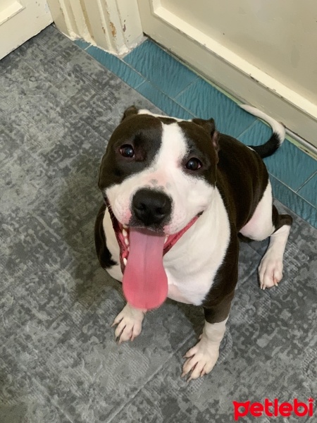 Amerikan Staffordshire Terrier, Köpek  Gece fotoğrafı