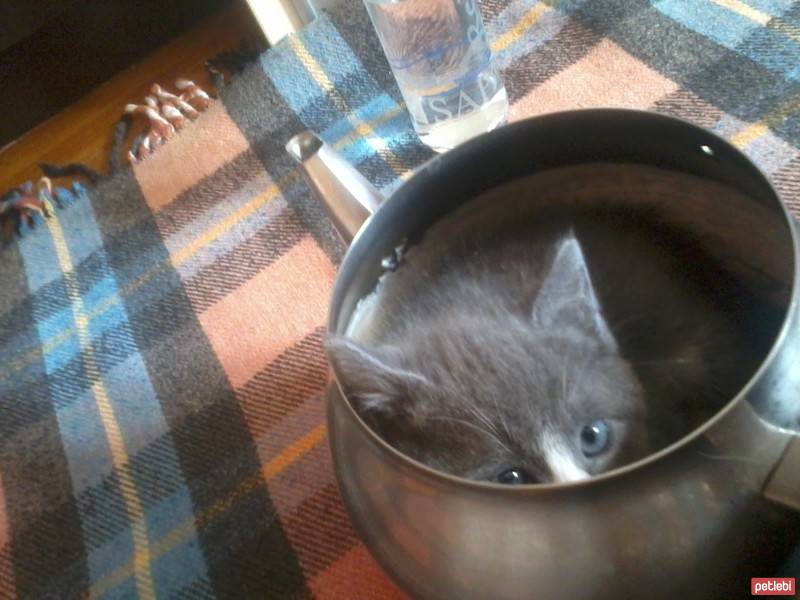 British Shorthair, Kedi  Duman fotoğrafı