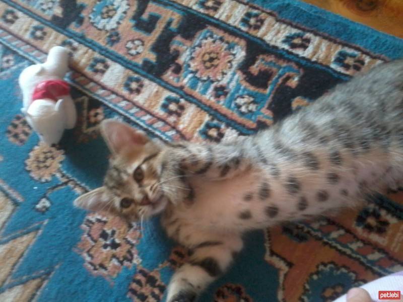 British Shorthair, Kedi  Duman fotoğrafı