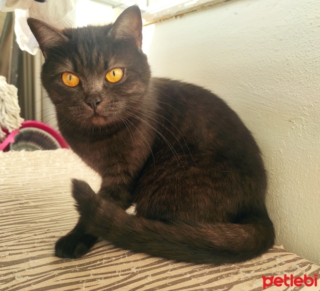 British Shorthair, Kedi  Minnoş fotoğrafı