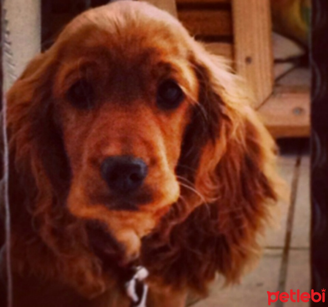 İngiliz Cocker Spaniel, Köpek  Tarçın fotoğrafı