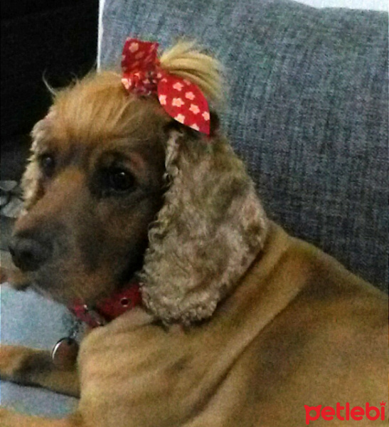 İngiliz Cocker Spaniel, Köpek  Tarçın fotoğrafı