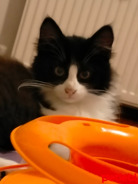 Tuxedo (Smokin) Kedi, Kedi  ZEUS fotoğrafı