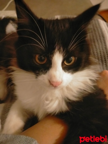 Tuxedo (Smokin) Kedi, Kedi  ZEUS fotoğrafı