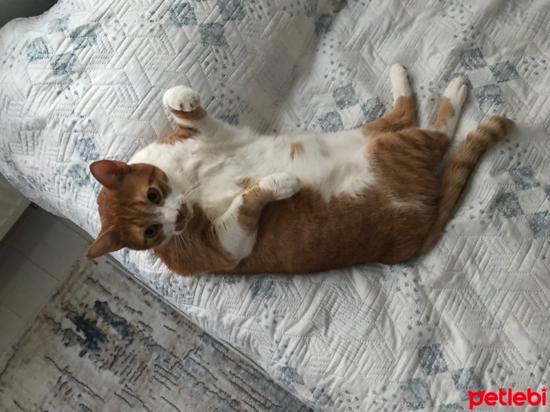 Sarman, Kedi  Tarçın fotoğrafı