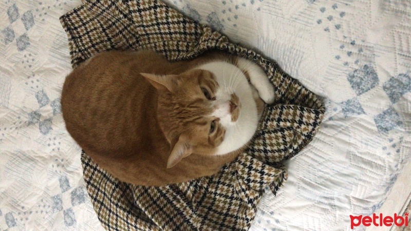 Sarman, Kedi  Tarçın fotoğrafı
