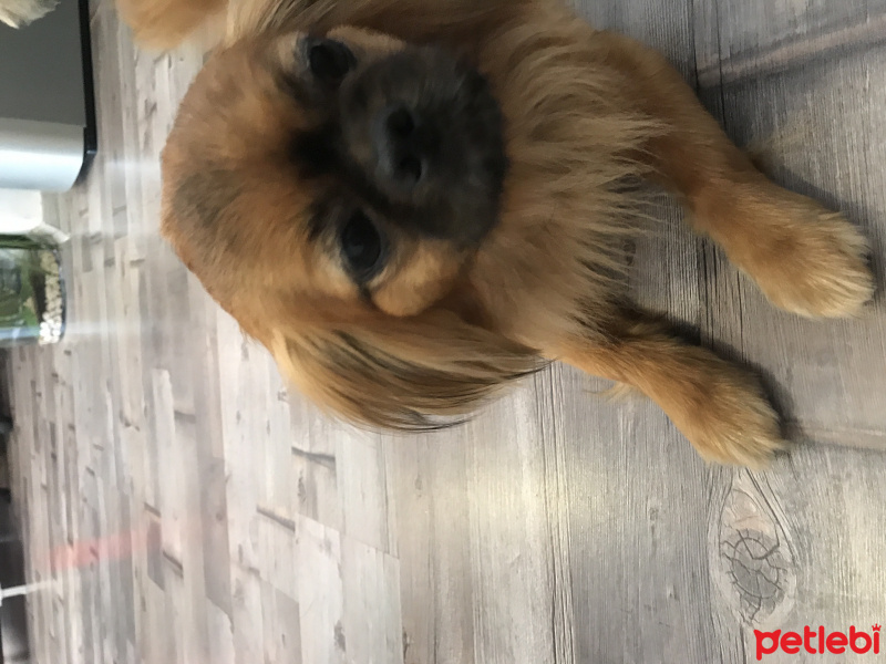 Pekingese, Köpek  Prenses fotoğrafı