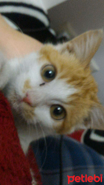 Tekir Kedi, Kedi  Minnoş fotoğrafı