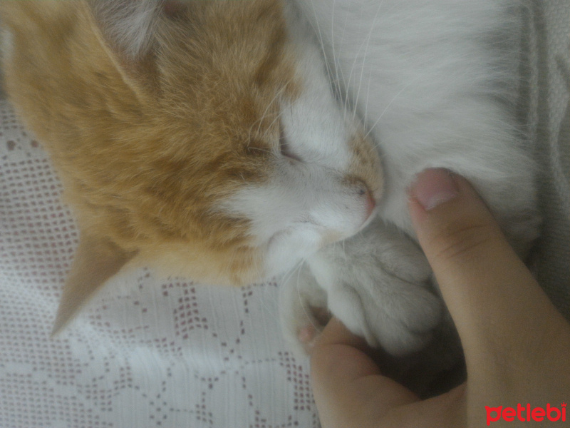Tekir Kedi, Kedi  Minnoş fotoğrafı