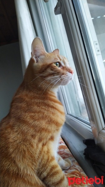 Tekir Kedi, Kedi  Köpük fotoğrafı
