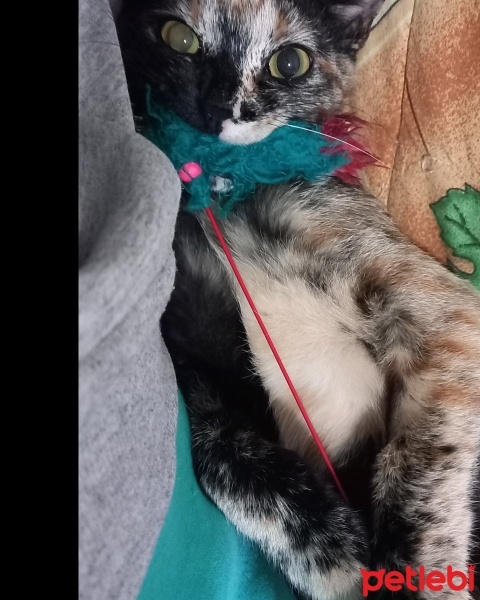Tekir Kedi, Kedi  Minnoş fotoğrafı