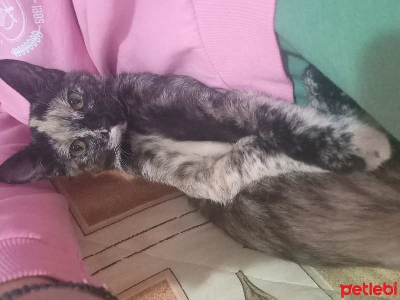 Tekir Kedi, Kedi  Minnoş fotoğrafı