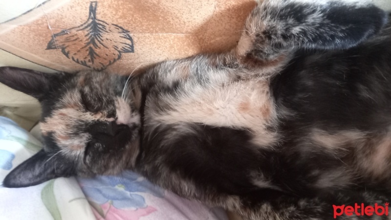 Tekir Kedi, Kedi  Minnoş fotoğrafı