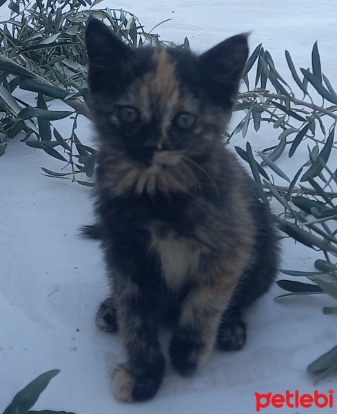 Tekir Kedi, Kedi  Minnoş fotoğrafı