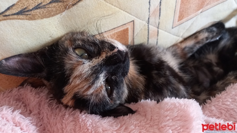 Tekir Kedi, Kedi  Minnoş fotoğrafı