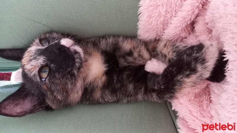 Tekir Kedi, Kedi  Minnoş fotoğrafı