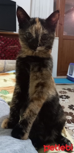 Tekir Kedi, Kedi  Minnoş fotoğrafı