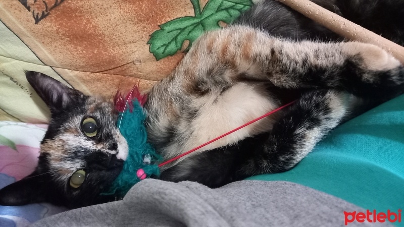 Tekir Kedi, Kedi  Minnoş fotoğrafı