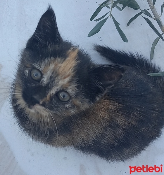 Tekir Kedi, Kedi  Minnoş fotoğrafı